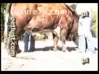 Zoophilia Sex Tube - Sexy Bitch Sucks Horse